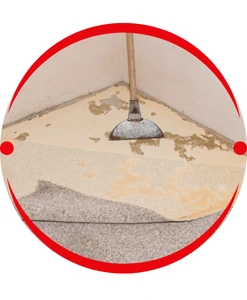 Carpet Mould Removal